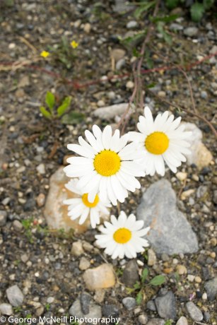 OX eye daisy plant. Like a light in the grey earth.