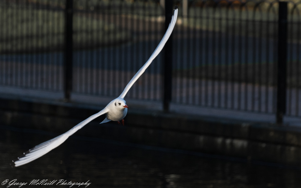 365src17.12.2015