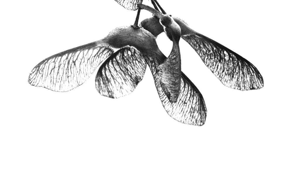 365src29.09.2016bw1.JPG