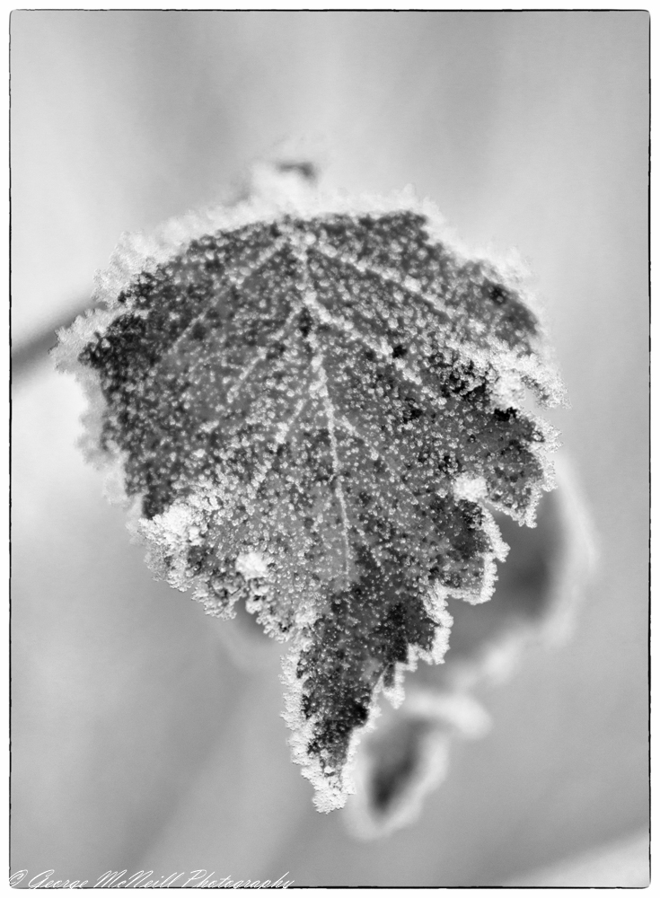fern2bw.JPG