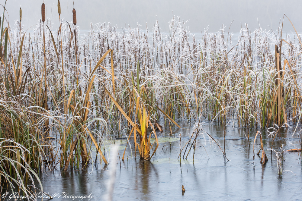 reeds.1a.JPG