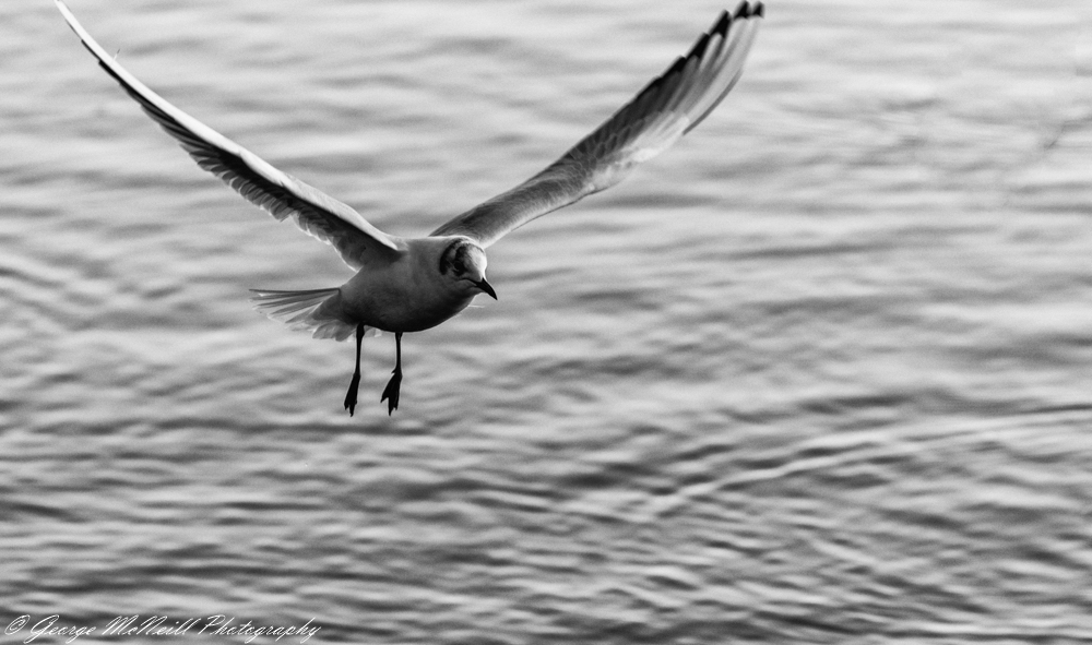 blacked headed gull2.JPG