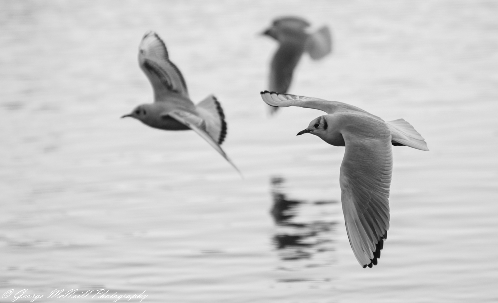 blacked headed gull2a.JPG