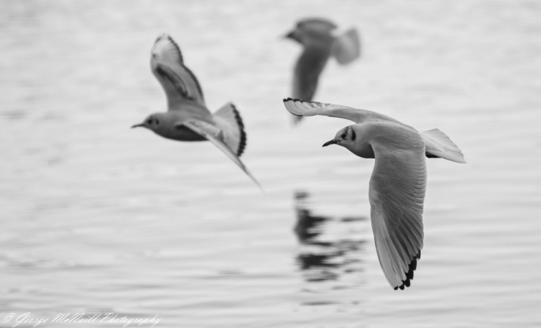 blacked headed gull2a.JPG