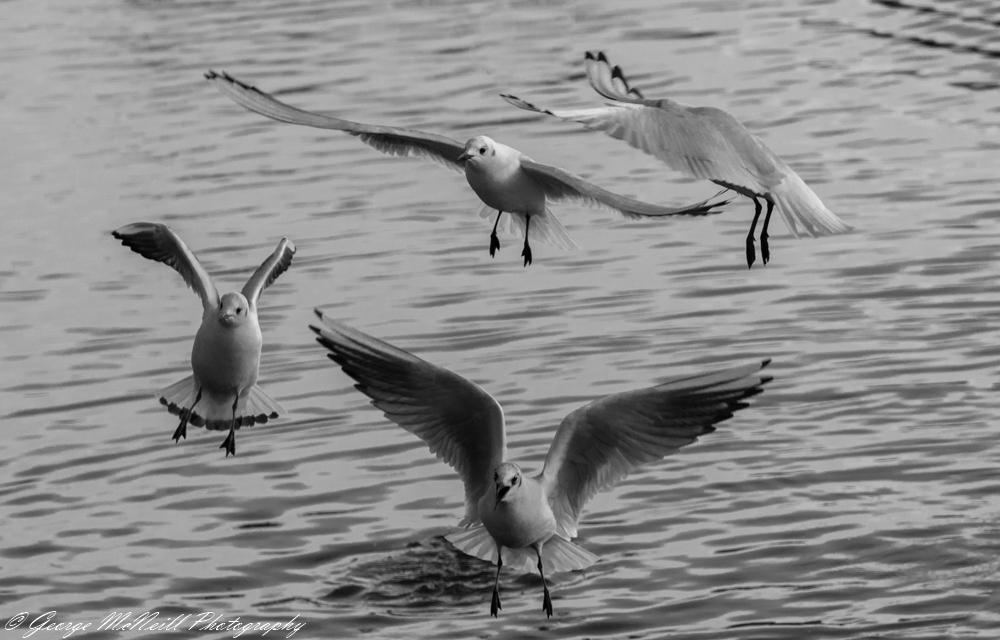 blacked headed gull3a.JPG
