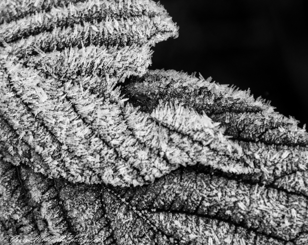 frost leaf3.JPG