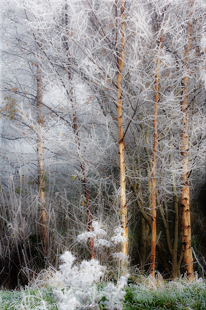 trees.ice1a.jpg