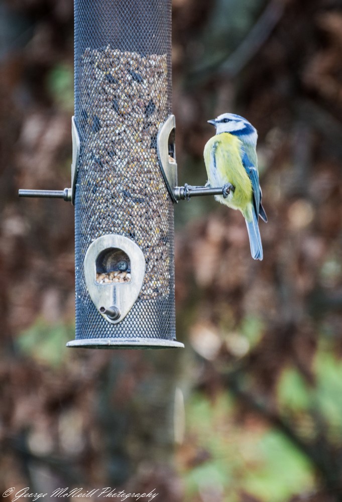 blue tit1.JPG