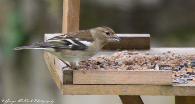 Chaffinch Female1.JPG