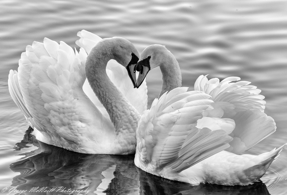 lovers high key.JPG