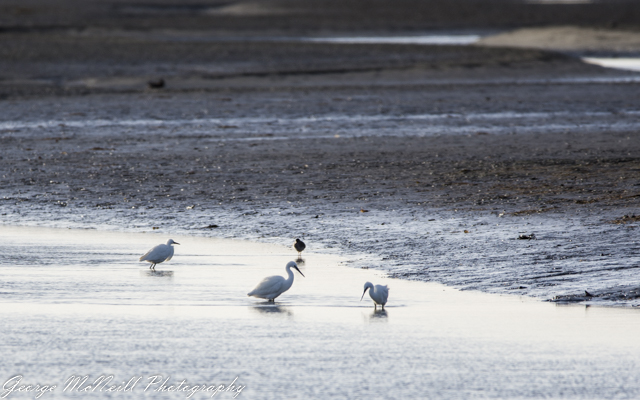 Wild life 3-1472.jpg