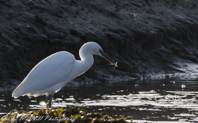 Wild life 3-1478.jpg