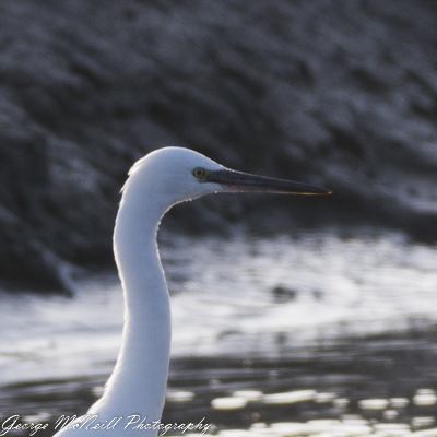 Wild life 3-1535-2.jpg