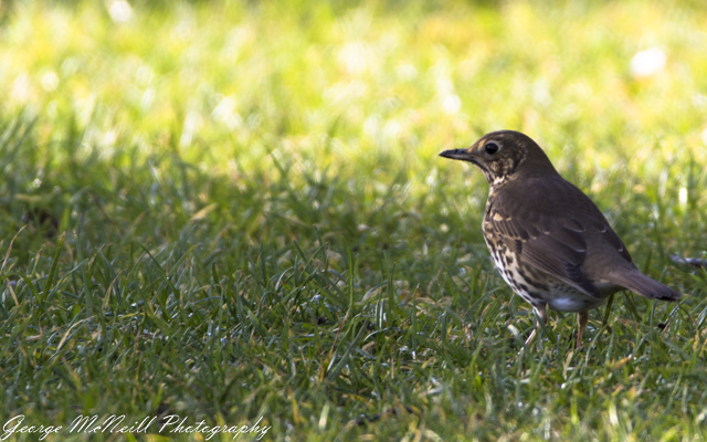 Wild life 3-1617.jpg