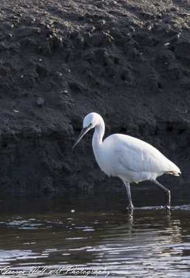 Wild life 3-1626-2.jpg