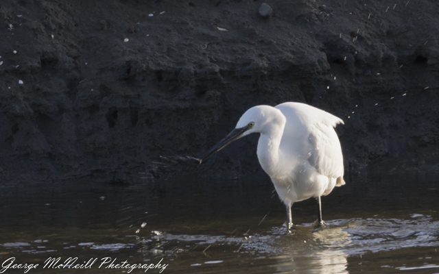 Wild life 3-1633.jpg