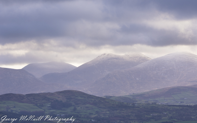 Wild life 3-1711.jpg