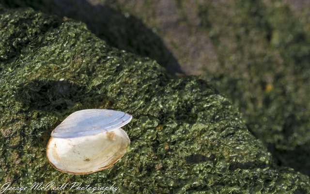 Wild life 3-2065.jpg