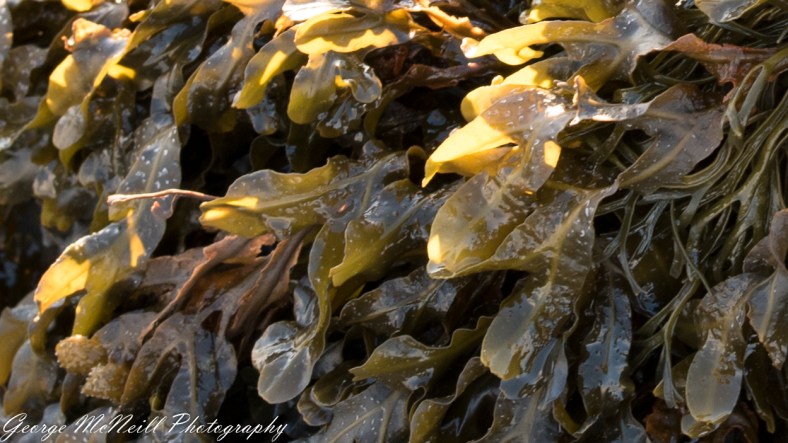 coast 2017-2141-2.jpg