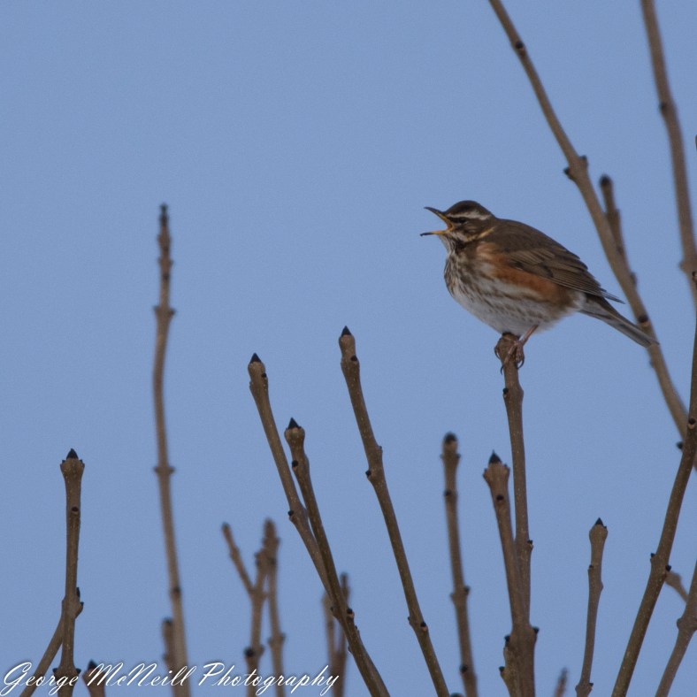 redwing seed-1804.jpg