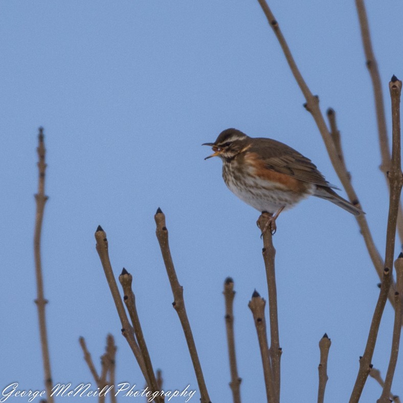 redwing seed-1805.jpg