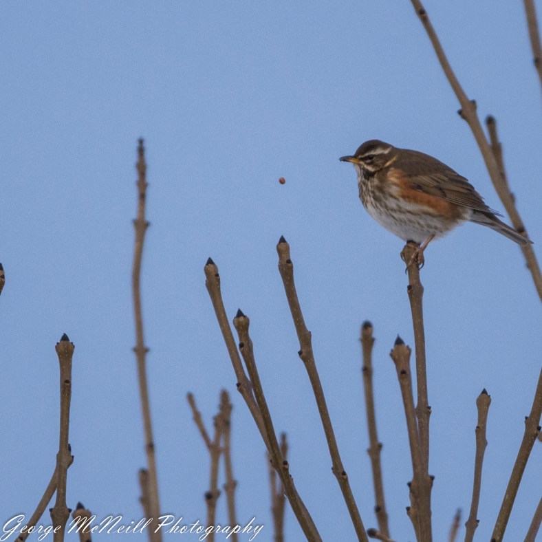 redwing seed-1806.jpg