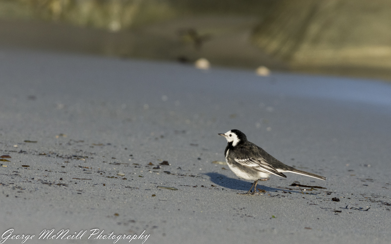 Pied-2149.jpg