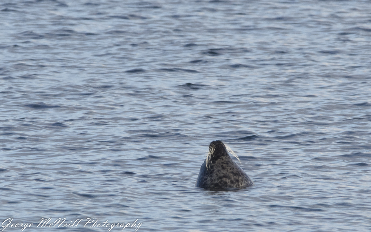 seal-2162.jpg
