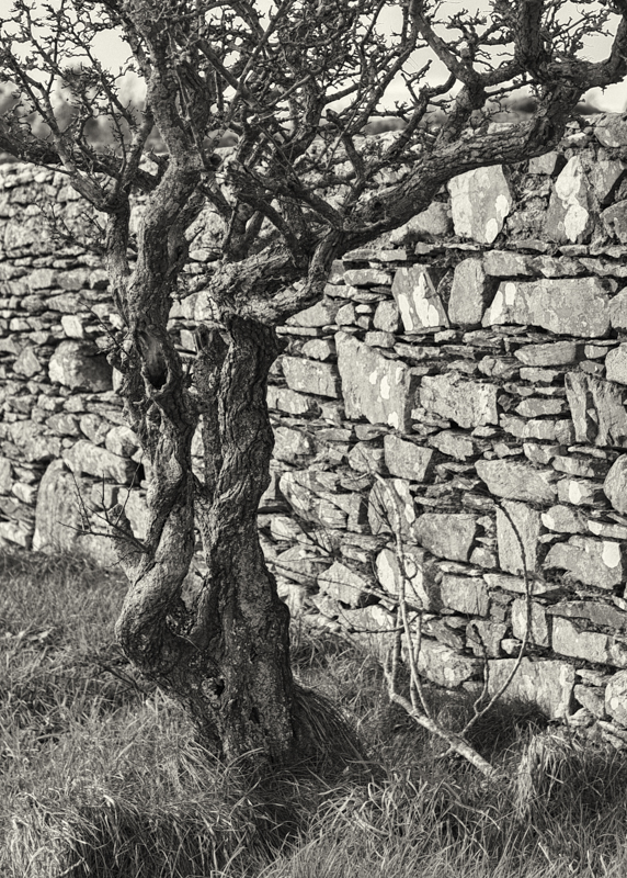 Castle Ward 2018--2.jpg