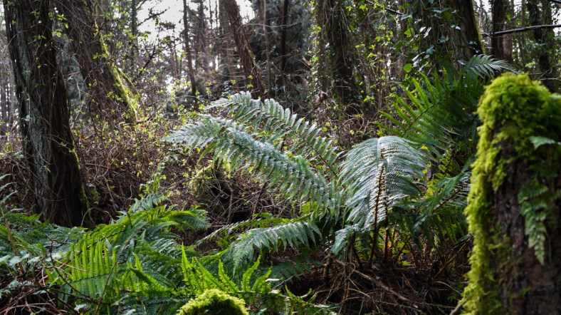 Castle Ward 2018-2294.jpg