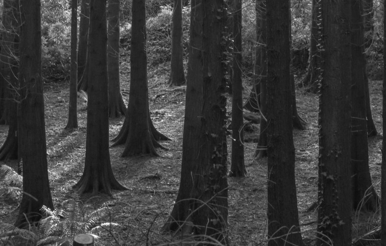 Castle Ward 2018-2298.jpg