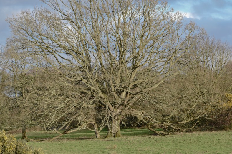 Castle Ward 2018-2352.jpg