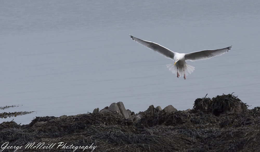 Castle Ward 2018 george-2224.jpg