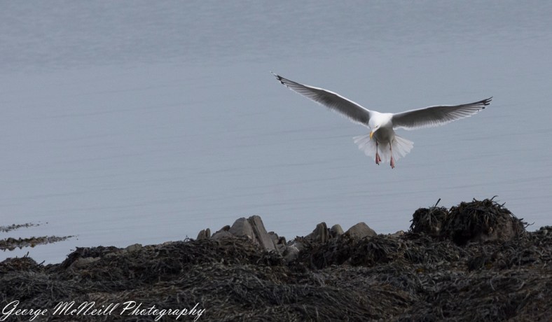 Castle Ward 2018 george-2224.jpg