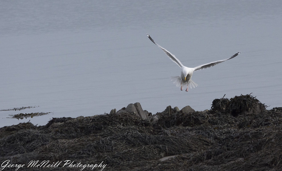 Castle Ward 2018 george-2225.jpg