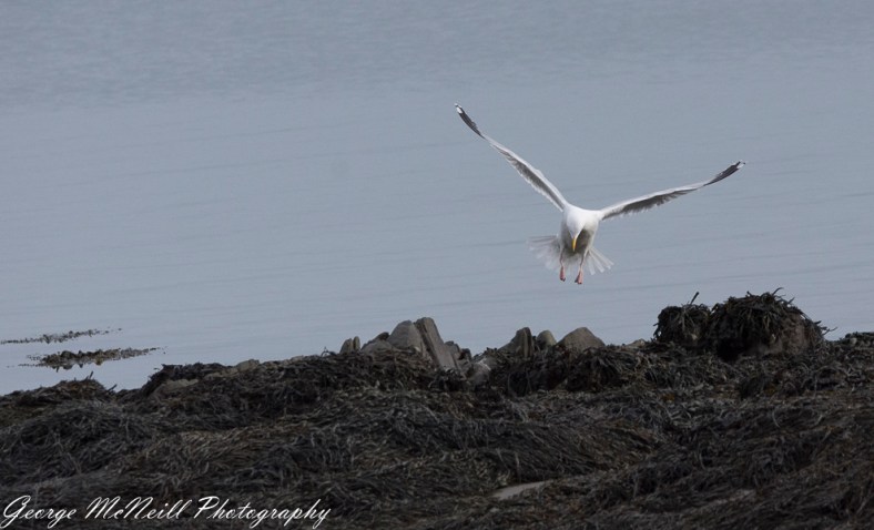 Castle Ward 2018 george-2225.jpg