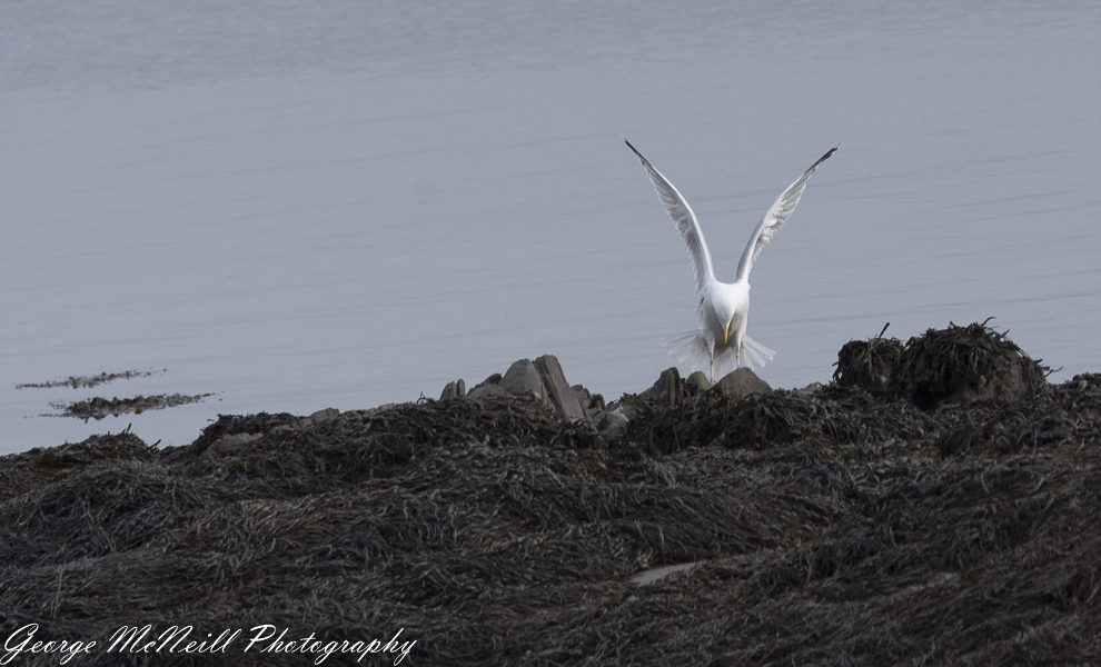 Castle Ward 2018 george-2226.jpg