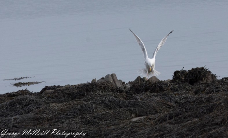 Castle Ward 2018 george-2226.jpg