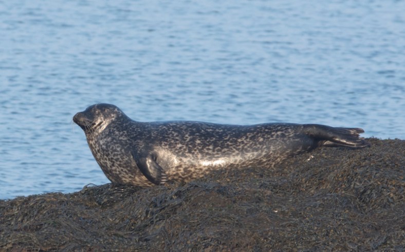 Coast 14.4.2018-3063-2.jpg