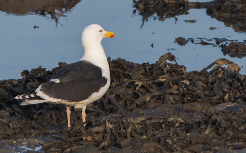 Coast 14.4.2018-3092-2.jpg