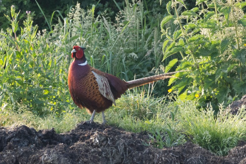 pheasant-4428.jpg