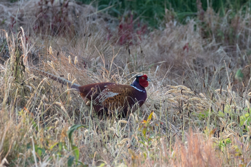 pheasant-4429.jpg
