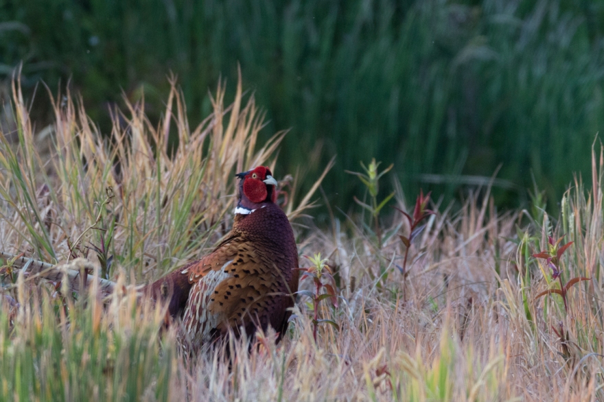 pheasant-4437.jpg