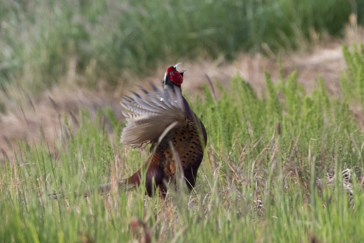 pheasant-4454.jpg