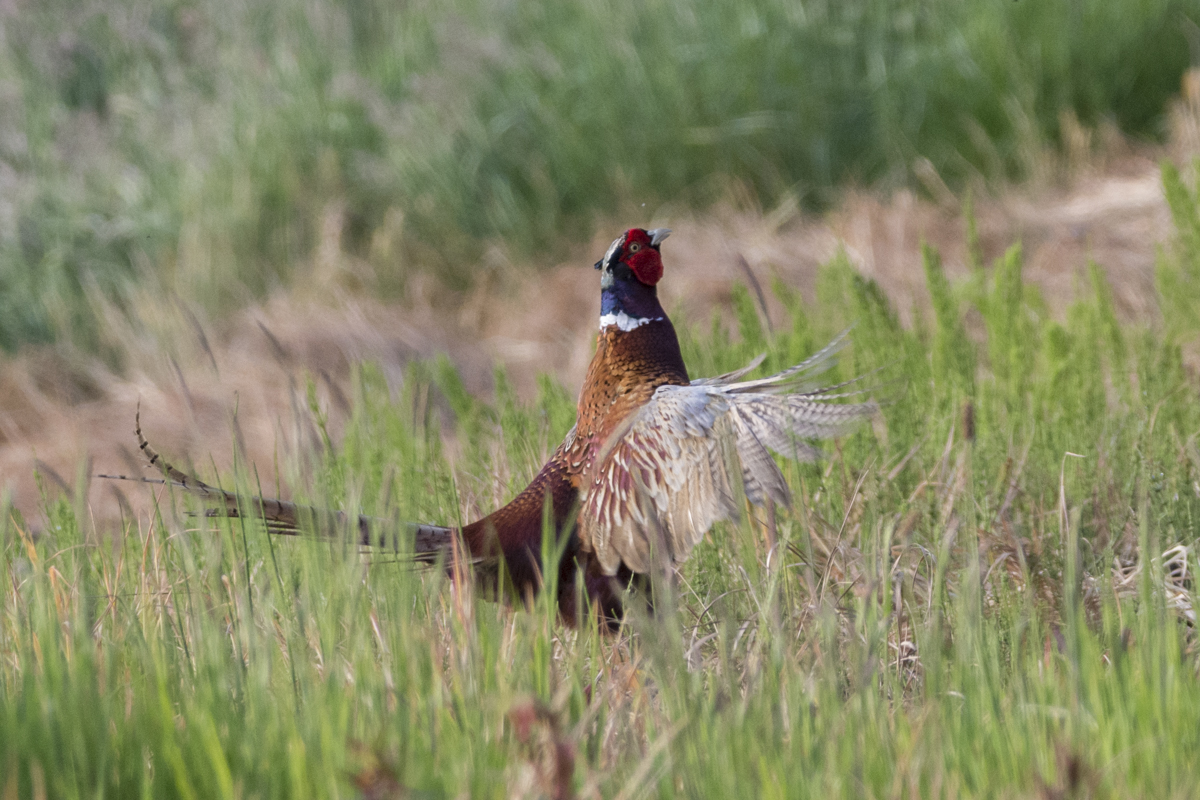 pheasant-4455.jpg