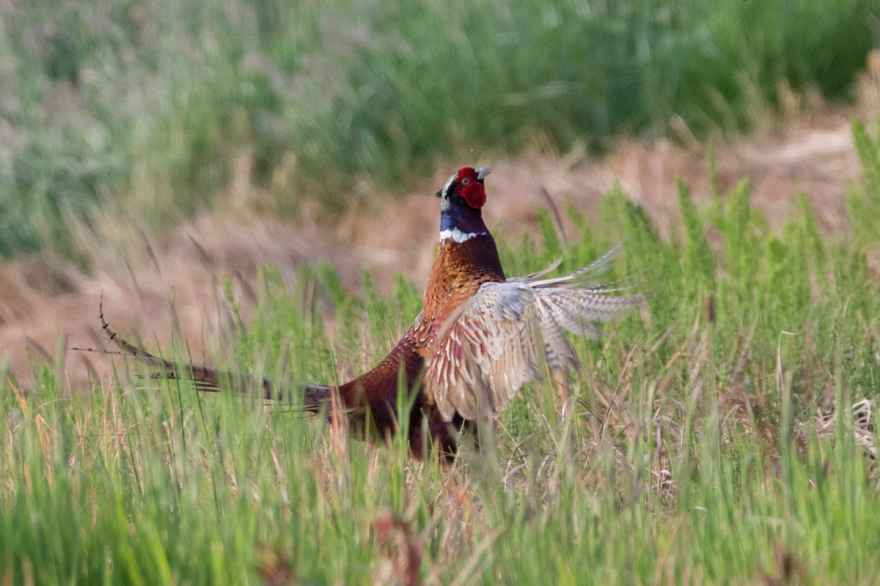 pheasant-4455.jpg