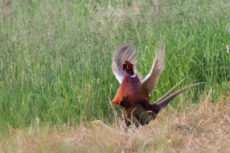 pheasant-4489.jpg