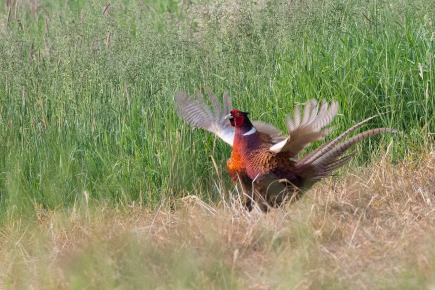 pheasant-4491.jpg