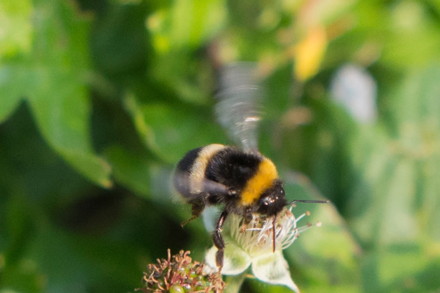 Bee.butterfly-5282.jpg