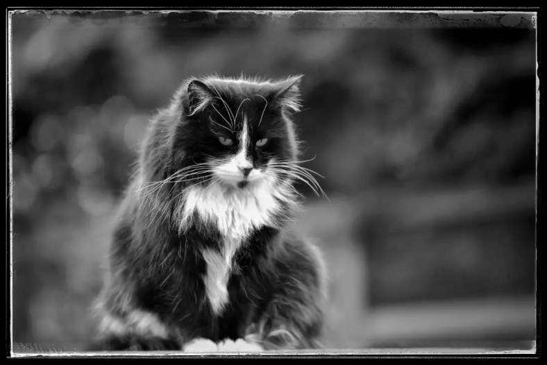 52 week Black &&nbsp;White.